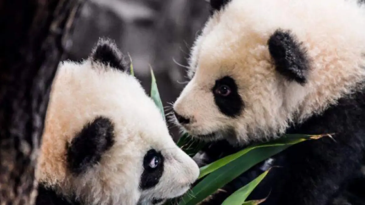 PANDAS EFE